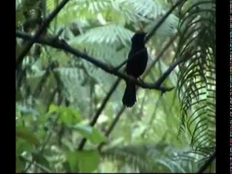 Niltava veľká (Niltava grandis) — biotop a pohyb