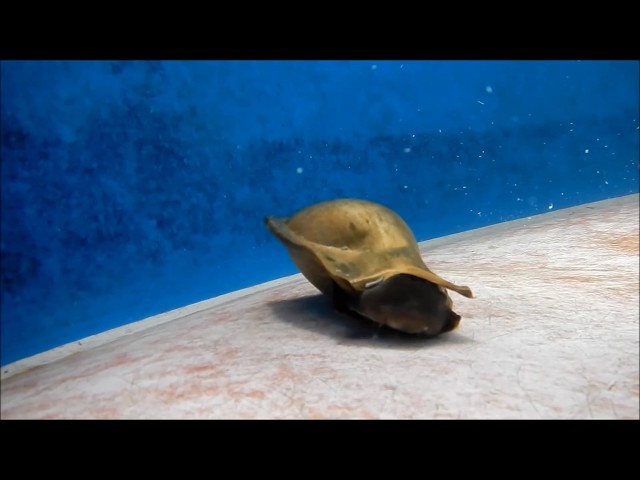 Shark Hatching from egg (Stegastoma fasciatum)