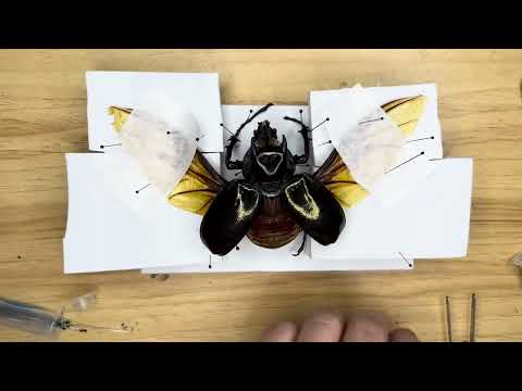 Pinning a rhinoceros beetle (Chalcasoma caucasus kirbyi)