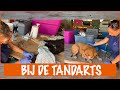 Hoe belangrijk is tandverzorging voor jouw hond? | DierenpraatTV