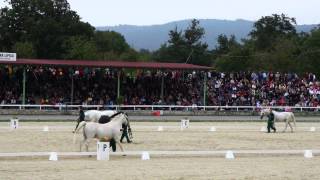 preview picture of video 'Breeding stallions, Lipica'