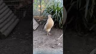 Download lagu Suara burung puyuh betina #burungpuyuh #burungpuyuhhutan mp3