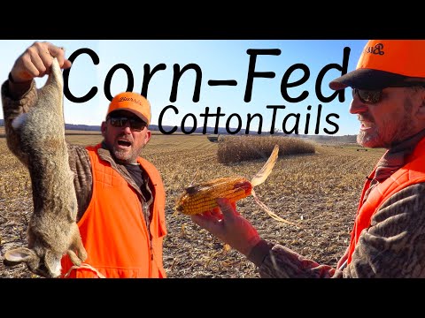 Rabbit Hunting in a massive Corn Field! {Catch Clean Cook}