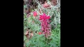 preview picture of video 'Pierce Canyon Falls Trail April 01, 2013'