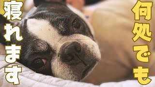 どんなところでも寛げる愛犬🐶