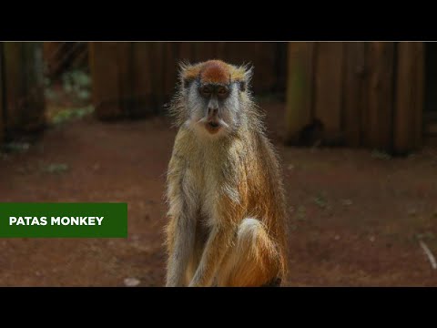 PATAS MONKEY