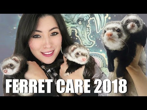 , title : 'Ferret Care 2018 - How to Care For Pet Ferrets'