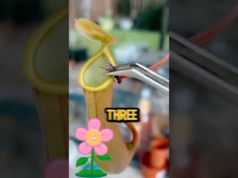 3 plants that are dangerous for insects #plants #shortvideo #shorts