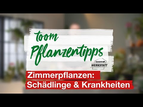 toom Pflanzentipps – Schädlinge und Krankheiten an Zimmerpflanzen | toom Baumarkt