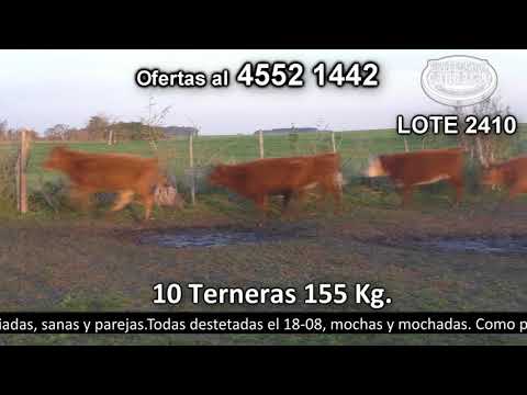 Lote 10 Terneras 6 LI c/  HE y 4 LI. 155kg -  en Los Matreros. Cerro de Las Armas - a 15 km de Ombúes y 14 Km de Miguelete