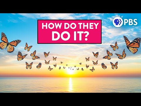 How We Finally Solved the Monarch Butterfly Migration Mystery