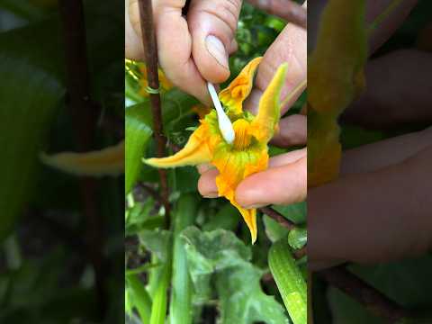 If you grow squash or cucumber and have no vegetable, try this out to help out a plant! #shorts