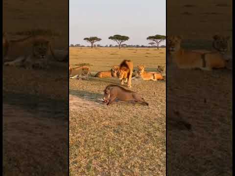 Savannah’s Smartest Actor 🎬 🤣