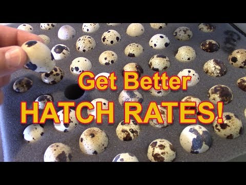 , title : 'Get Better Hatch Rates - Quail hatch rates explained'