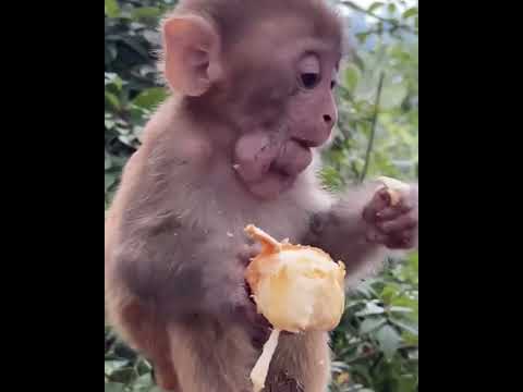 #Monkeyeating   #ASMRMongkey #FunnyMonkey / #DanceMonkey / #LoveLymonkey   Ept151  #Shorts