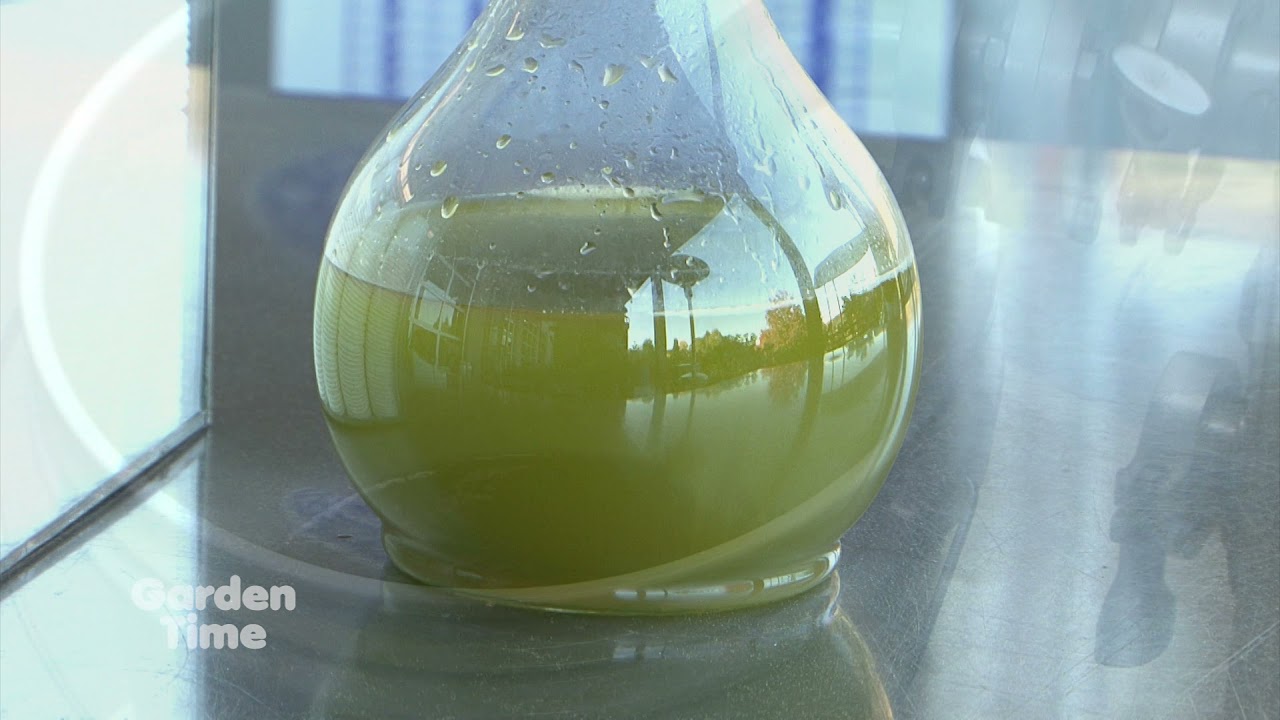 Olio Nuovo - Olive Oil Festival