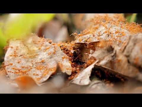 A Fascinante Vida das Formigas Documentário