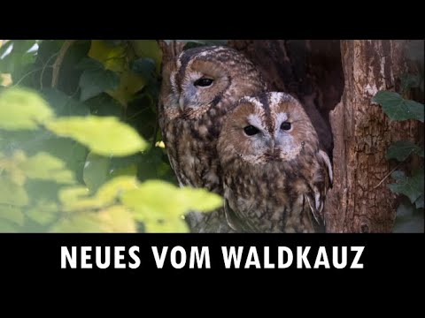 Premiere beim Waldkauz! Tutorial Eulenfotografie