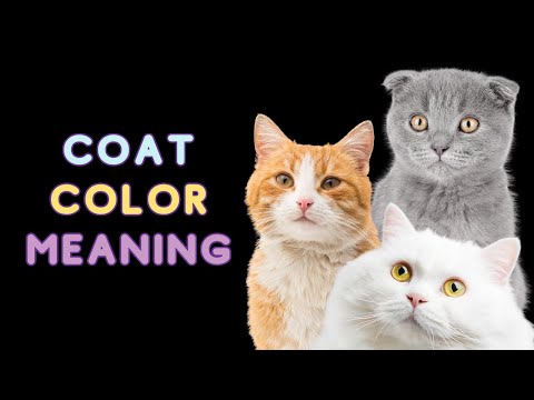 Your Cat's Color Reveals Their Hidden Personality