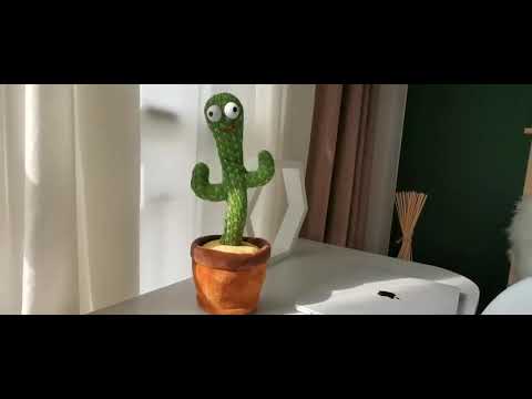 الصبارة الراقصة ولعبة التسجيل صوتي video