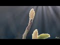 New Whatsapp Status Good Morning With Spiritual Music