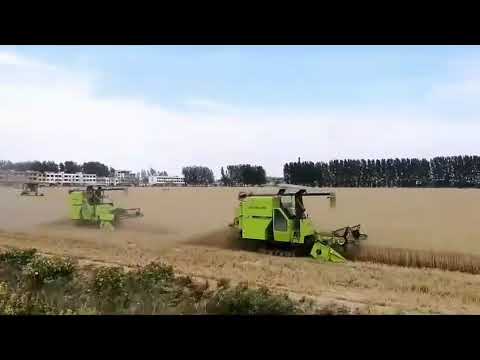 Cosechadora de arroz Zoomlion trabajando en trigo