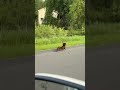 Dachshund Races Car to Home