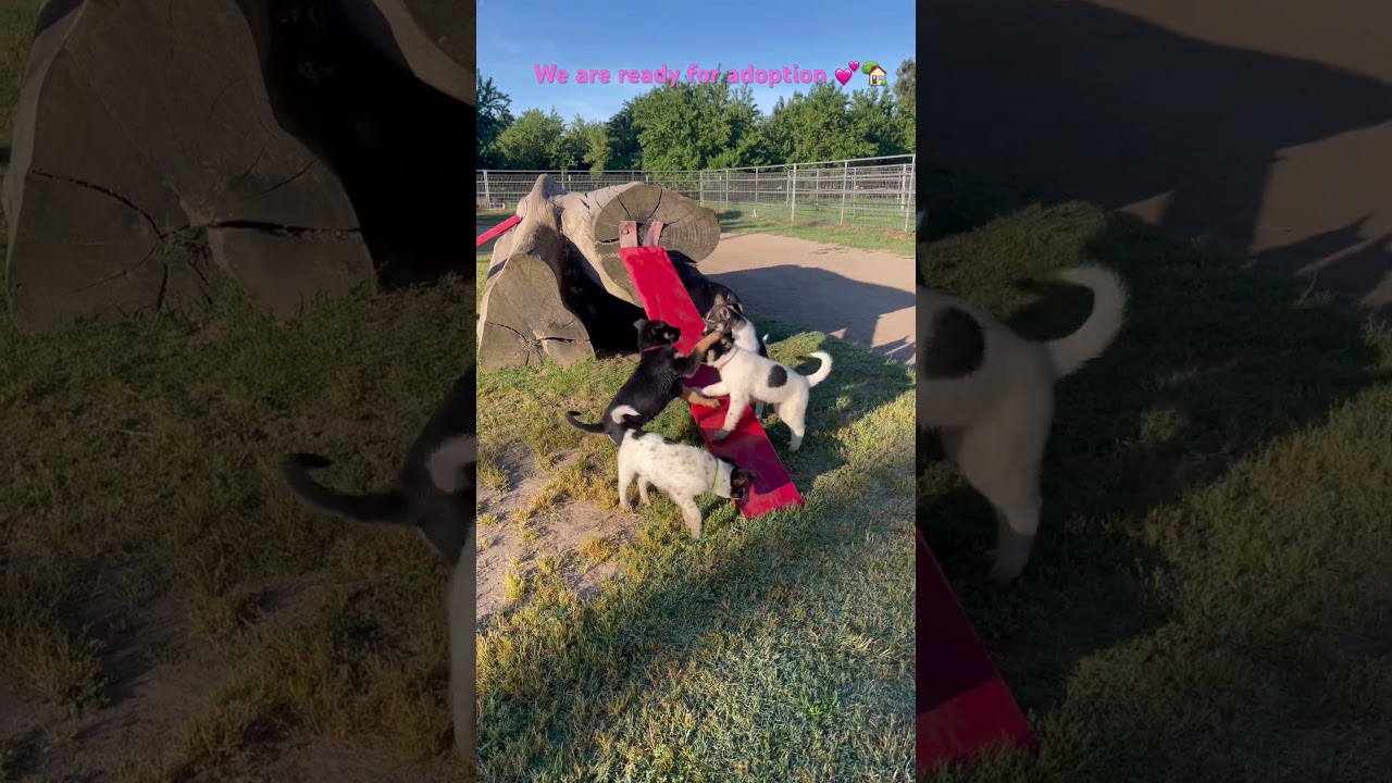 Macy, a Adoptable mixed breed in Manteca, CA video 6/6