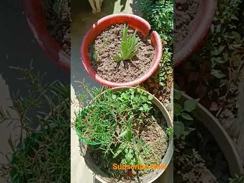 flower garden my house 🔥🔥💖💖💖💖💖#dishan.02