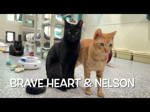 It's the Friday Kitty Cats at the Furkids Animal Shelter & Rescue!  Furkids.org