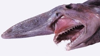 Amazing Animal Defenses -- FAK #23