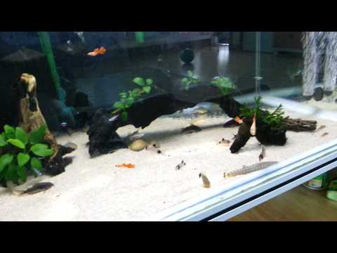 Corydoras tank