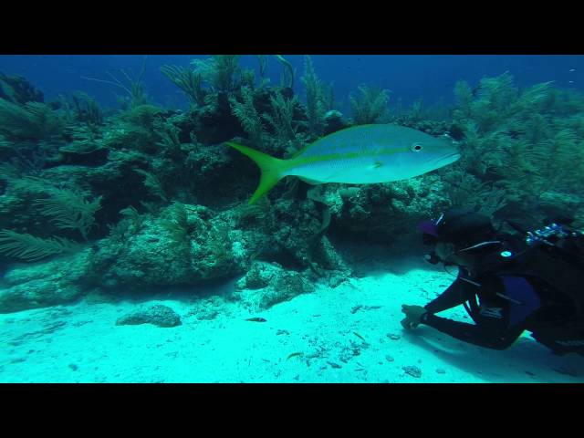 reef diving in belize