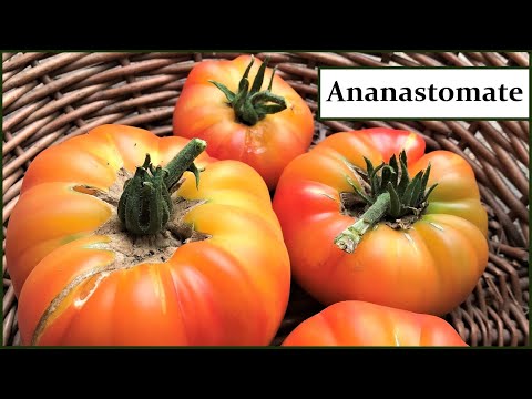 , title : 'Ananastomate - Köstliche Fleischtomaten mit riesigen & wunderschönen Früchten. Liebhabersorte!'