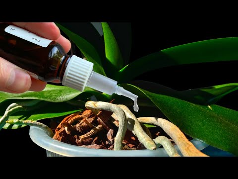 How to water Vanda orchids  - tips for a healthy orchid
