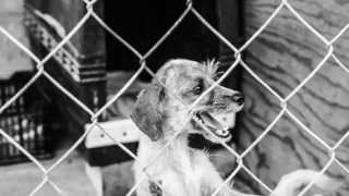 Want to make 14 Homeless Mexican dogs happy?