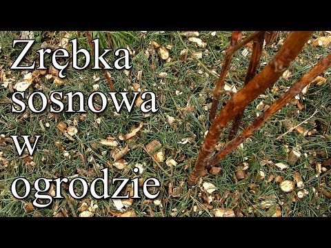 Zrębka sosnowa w ogrodzie
