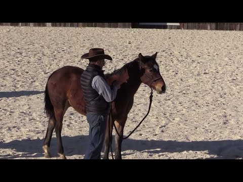 Giving a Foal Their First Vaccinations