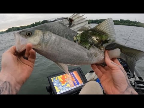 Surprise catch Lake Norman