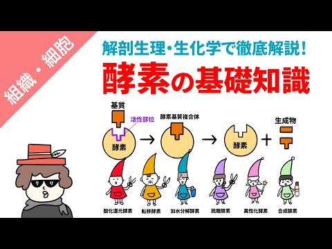 酵素のリストについて詳しく解説