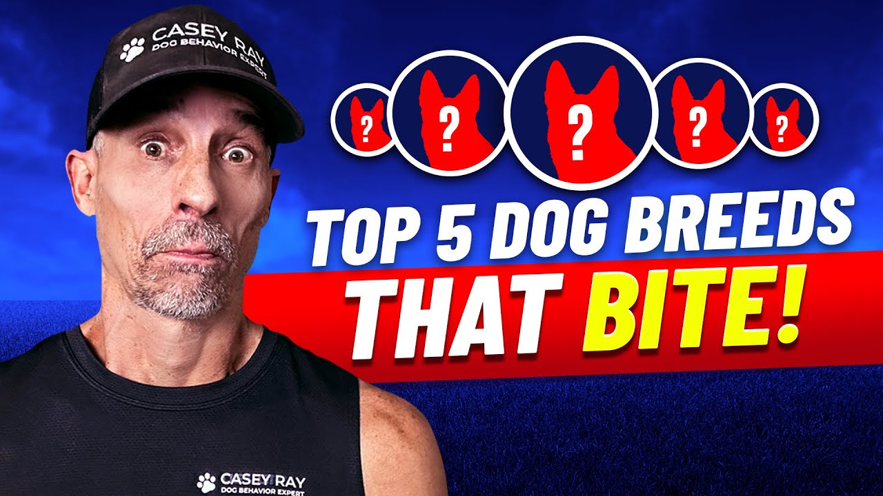 Top 5 Dog Breeds That Bite!