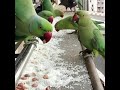 Bezubaan Ki Seva Karen Aur Yah Video Dekhkar Aapko Lagega Ki Unki Seva Kaise Karte Hain