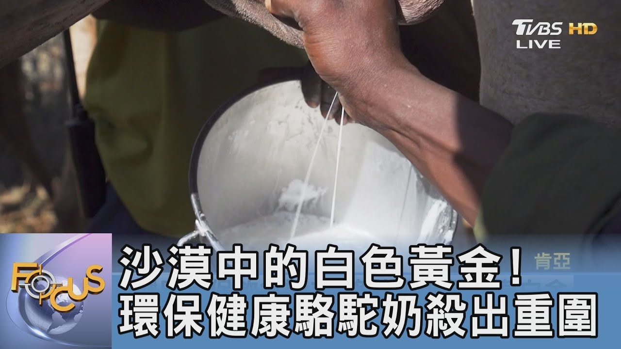 沙漠中的白色黃金！環保健康駱駝奶殺出重圍