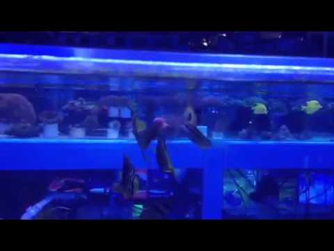 Feeding tangs at ABC Aquarium. Rochester, NY tropical fish
