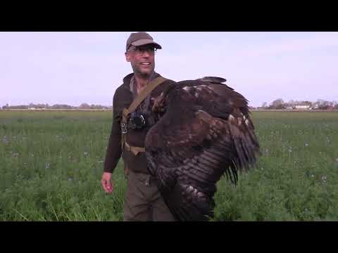 Steinadler - Beizjagd auf Hase & Rehwild mit Jagderfolg / JagdPfade
