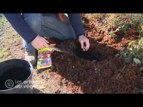 comment soigner tulipes