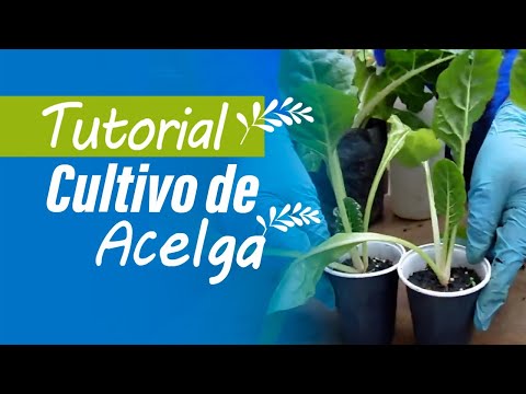 , title : 'TUTORIAL cómo cultivar 𝗔𝗖𝗘𝗟𝗚𝗔 en CASA || Proceso Completo 🌿🌱'