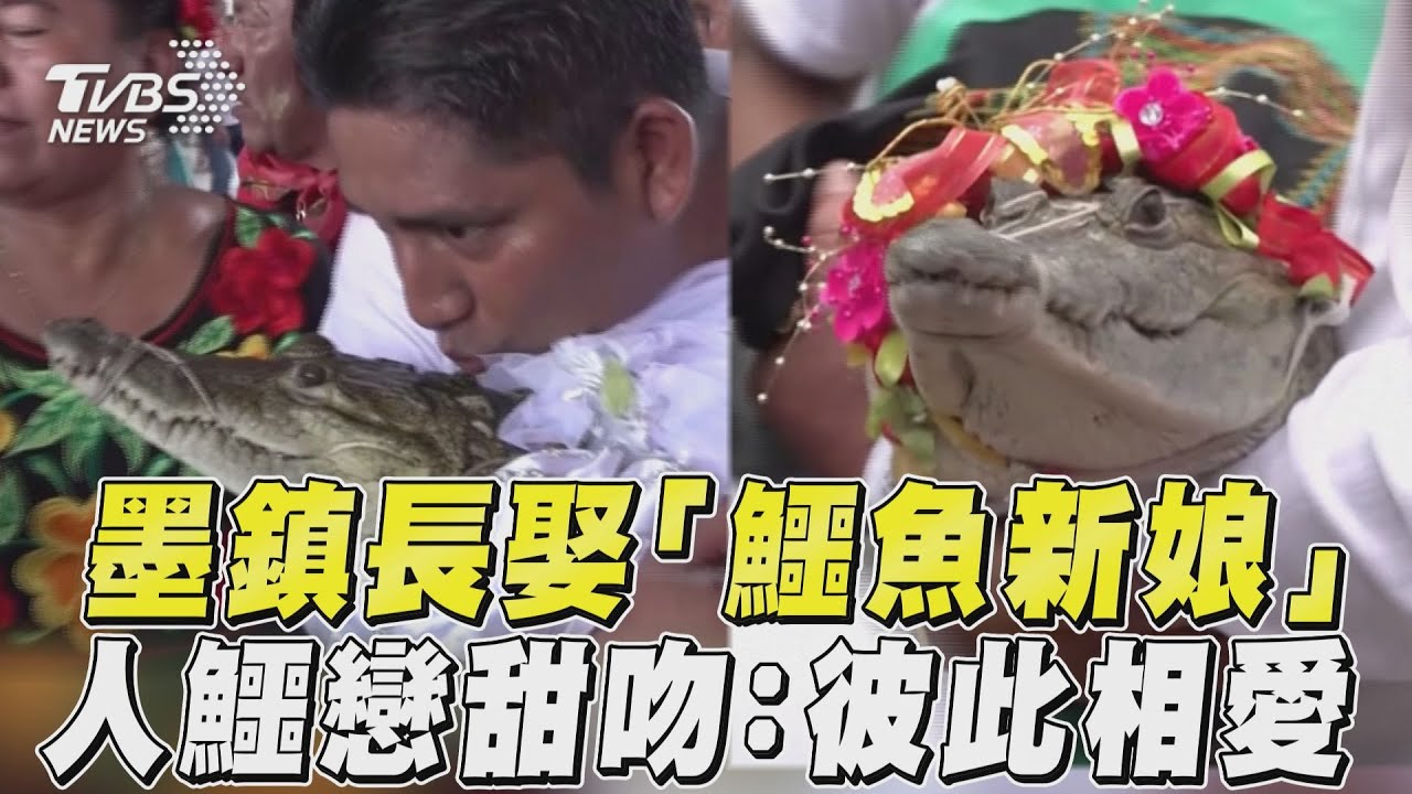 墨國鎮長迎娶「白紗鱷魚新娘」　當眾獻吻：我們彼此相愛