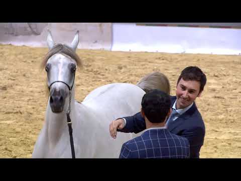 GOLD CHAMPION LR ERA DE EXCALIBUR at All Nations Cup 2017