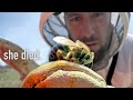 Die BIENEN Sind Da Aber Es Gibt Ein Problem